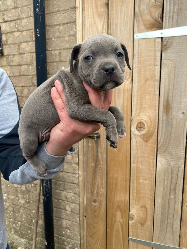 Staffordshire Bull Terrier puppies for sale in Rainworth, Nottinghamshire β KC registered, 7 weeks old