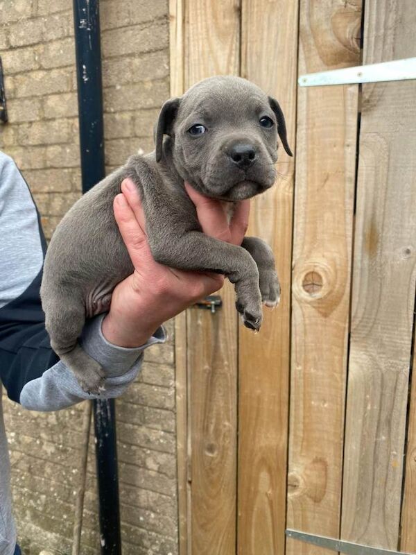 Staffordshire Bull Terrier puppies for sale in Upton upon Severn, Worcestershire – KC registered, 7 weeks old