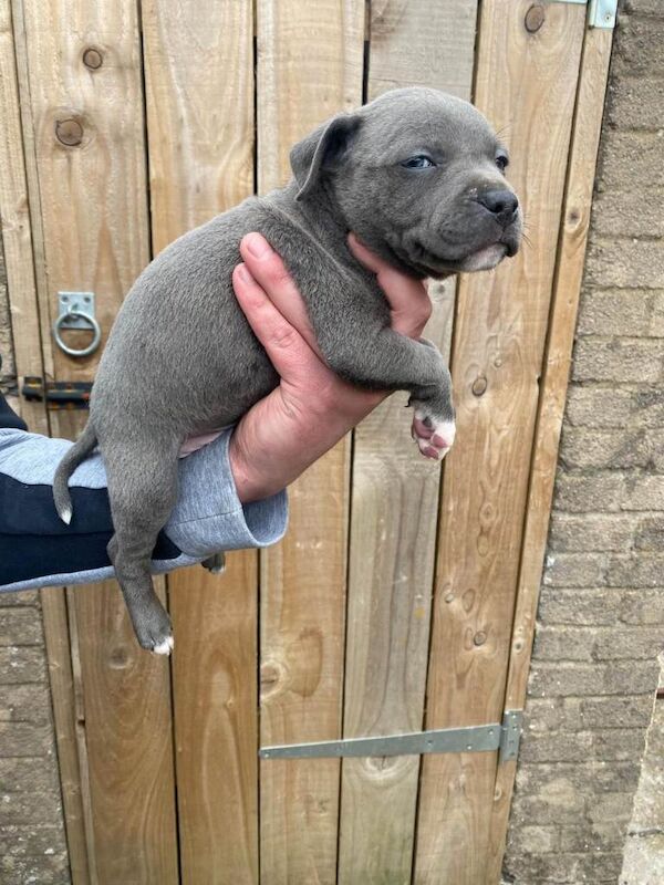 Staffordshire Bull Terrier puppies for sale in Upton upon Severn, Worcestershire – KC registered, 7 weeks old - Image 2 of 6