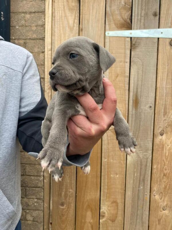 Staffordshire Bull Terrier puppies for sale in Upton upon Severn, Worcestershire – KC registered, 7 weeks old - Image 3 of 6