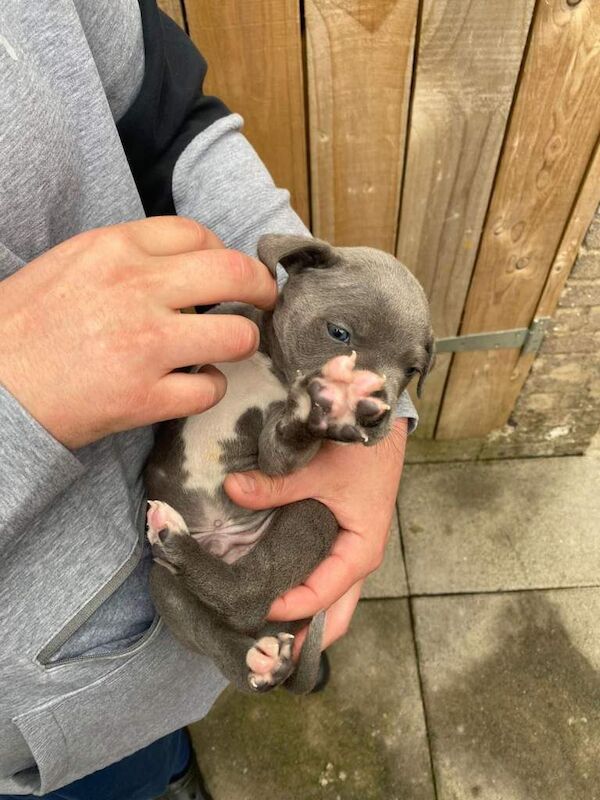 Staffordshire Bull Terrier puppies for sale in Upton upon Severn, Worcestershire – KC registered, 7 weeks old - Image 4 of 6