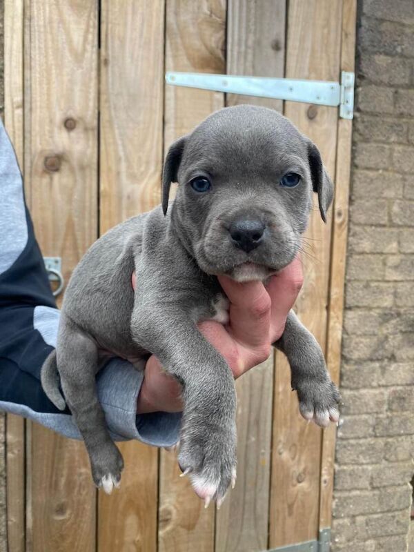 Staffordshire Bull Terrier puppies for sale in Upton upon Severn, Worcestershire – KC registered, 7 weeks old - Image 5 of 6