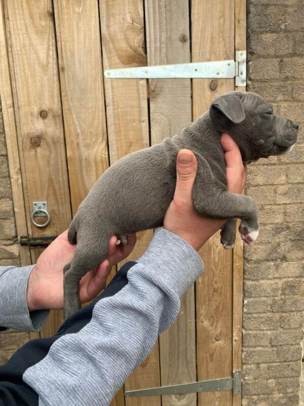 Staffordshire Bull Terrier puppies for sale in Upton upon Severn, Worcestershire – KC registered, 7 weeks old - Image 6 of 6