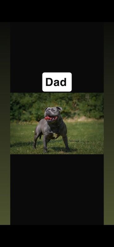 Staffie Puppies For Sale