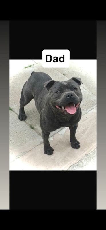 Blue Staffordshire bull terrier puppy - Image 2 of 6