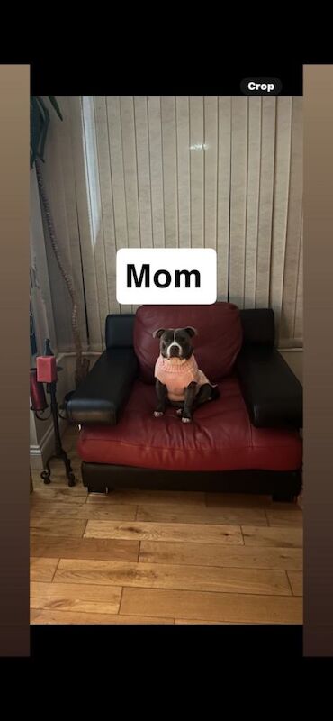 Blue Staffordshire bull terrier puppy - Image 3 of 6