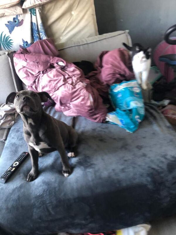 Blue Staffordshire bull terrier puppy - Image 4 of 6