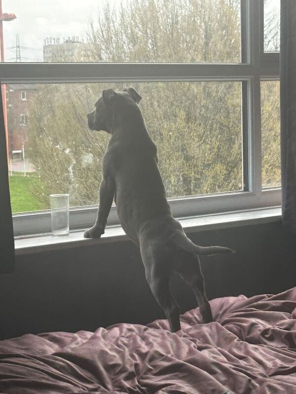 Blue Staffordshire bull terrier puppy - Image 6 of 6