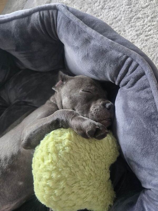 blue Staffordshire bull terrier puppy - Image 2 of 6