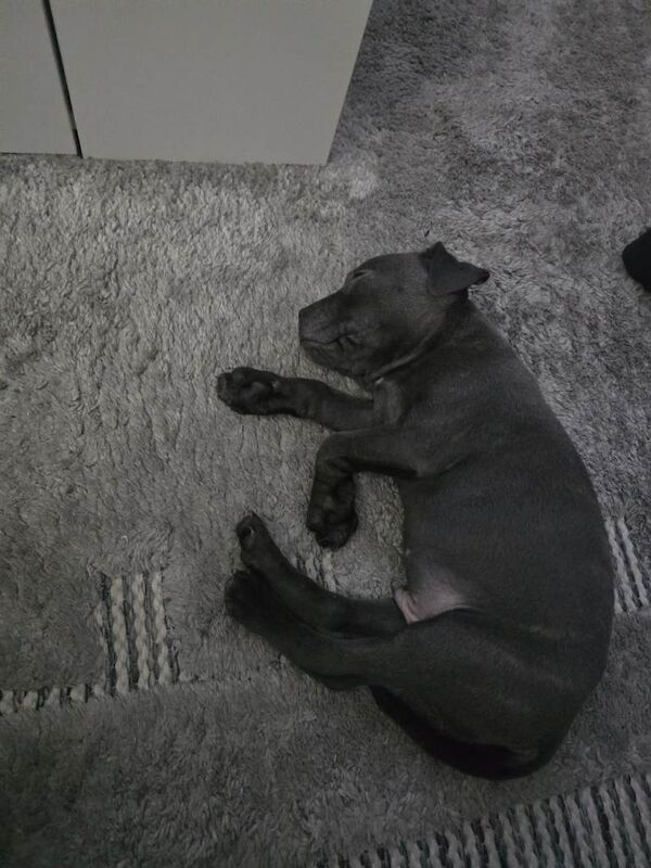 blue Staffordshire bull terrier puppy - Image 3 of 6