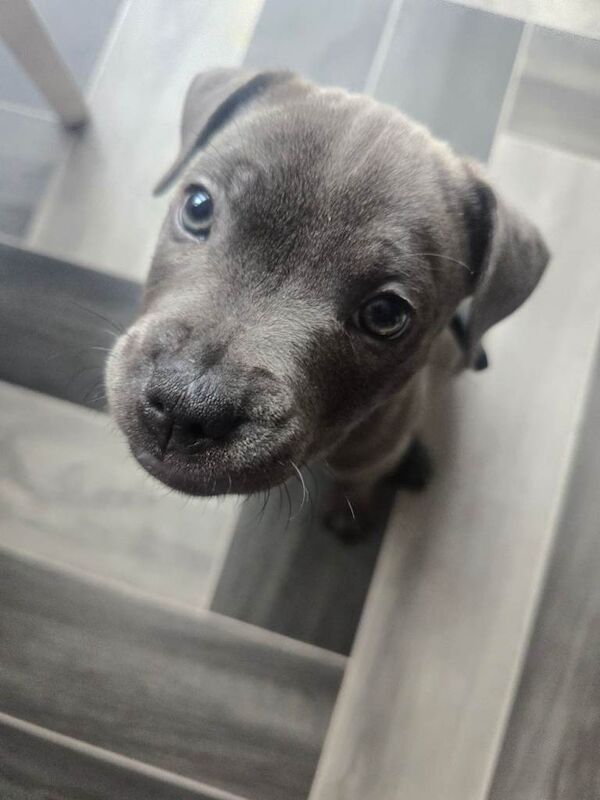 blue Staffordshire bull terrier puppy - Image 4 of 6