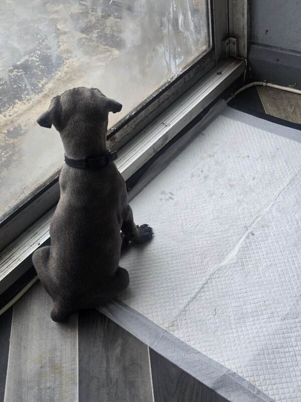 blue Staffordshire bull terrier puppy - Image 5 of 6