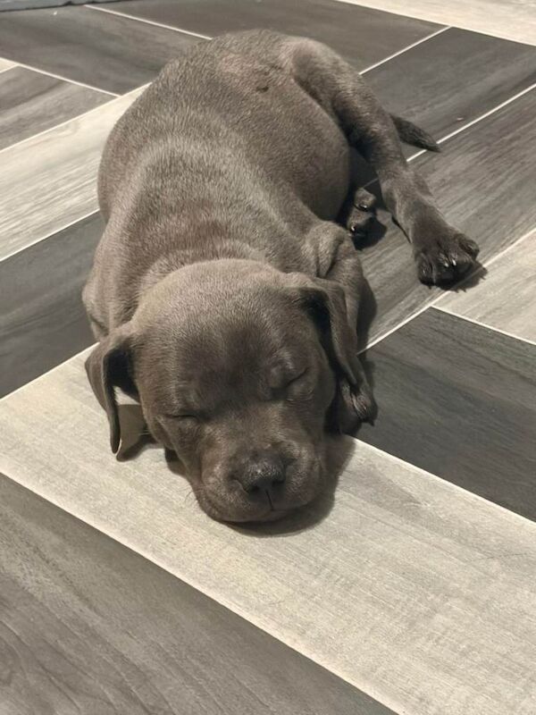 blue Staffordshire bull terrier puppy - Image 6 of 6
