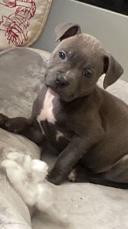 Blue Staffordshire Bull Terrier Puppy Female.