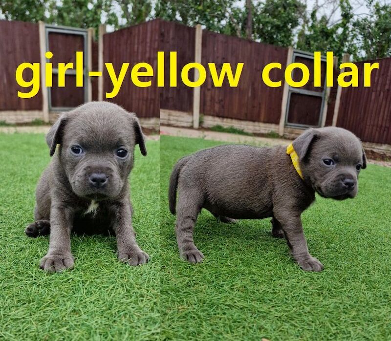 Staffordshire Bull Terrier puppies for sale in Birmingham, West Midlands – KC registered, 5 weeks old