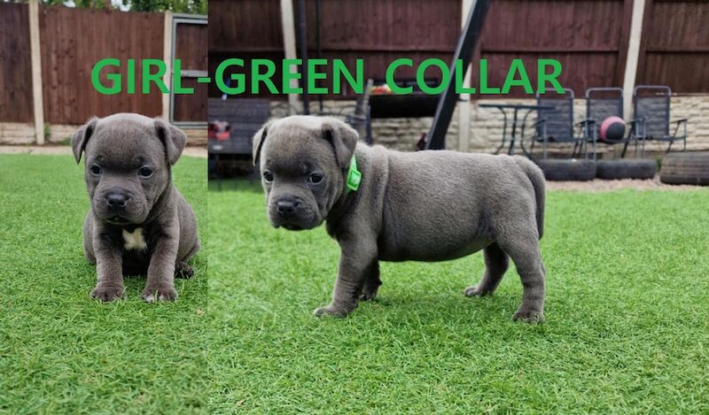 Staffordshire Bull Terrier puppies for sale in Birmingham, West Midlands – KC registered, 5 weeks old - Image 3 of 5