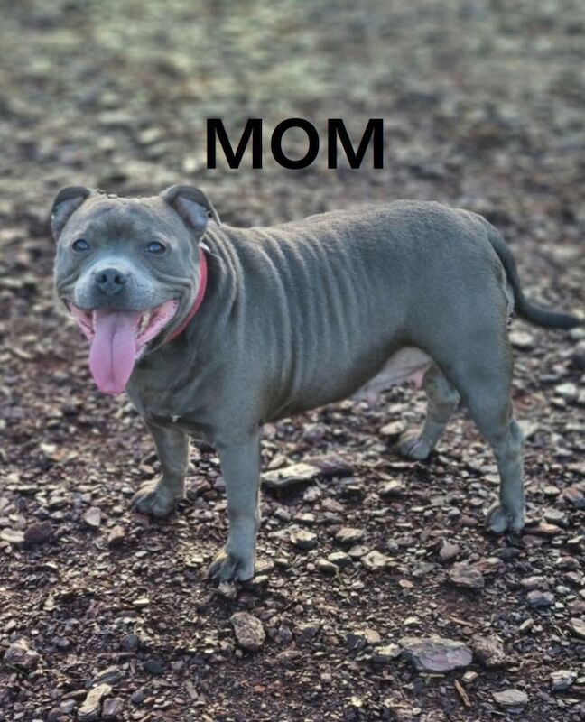Staffordshire Bull Terrier puppies for sale in Birmingham, West Midlands – KC registered, 5 weeks old - Image 4 of 5