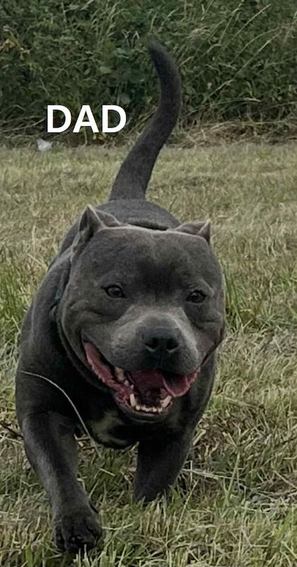 Staffordshire Bull Terrier puppies for sale in Birmingham, West Midlands – KC registered, 5 weeks old - Image 5 of 5