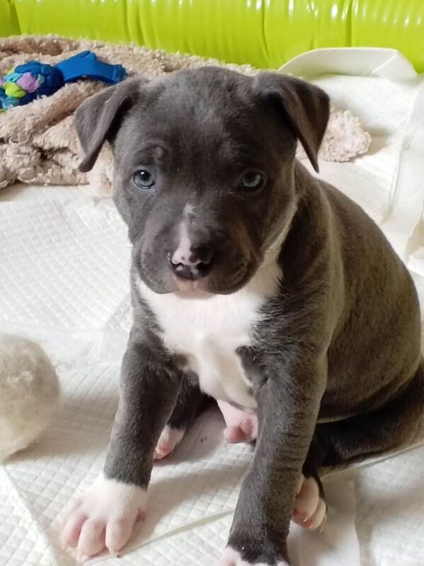 Staffie Puppies For Sale