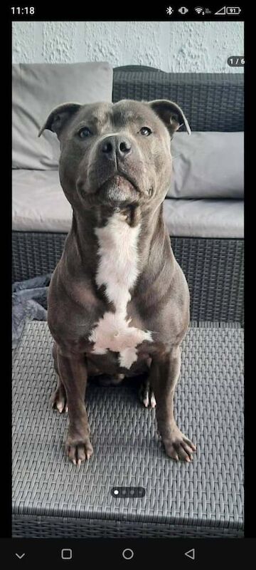 Blue Staffordshire bull terrier pups - Image 5 of 6