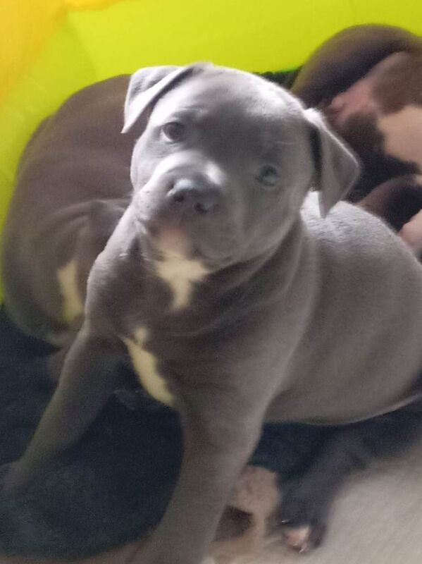 Blue Staffordshire bull terrier pups - Image 6 of 6
