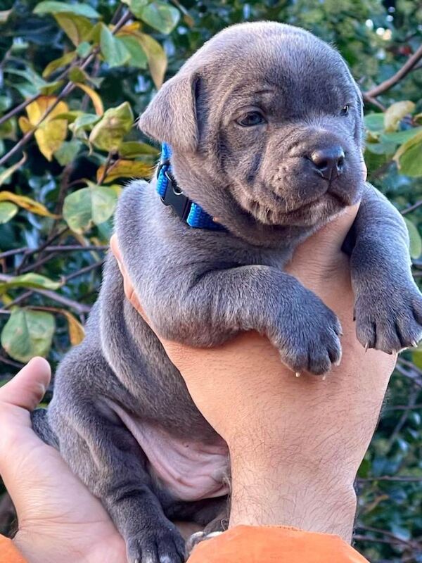 Blue staffordshire bull terrier pups