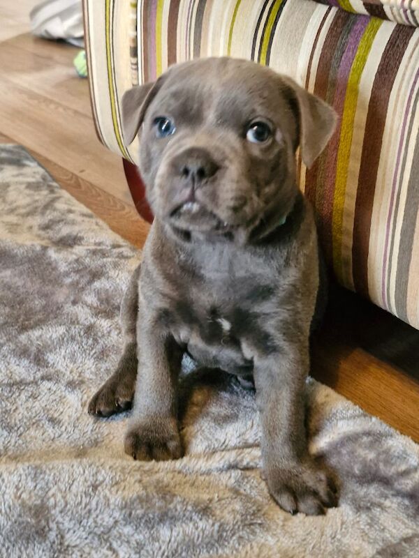 Blue Staffordshire Bull Terrier Pups for Sale in Street, Somerset | Image 2
