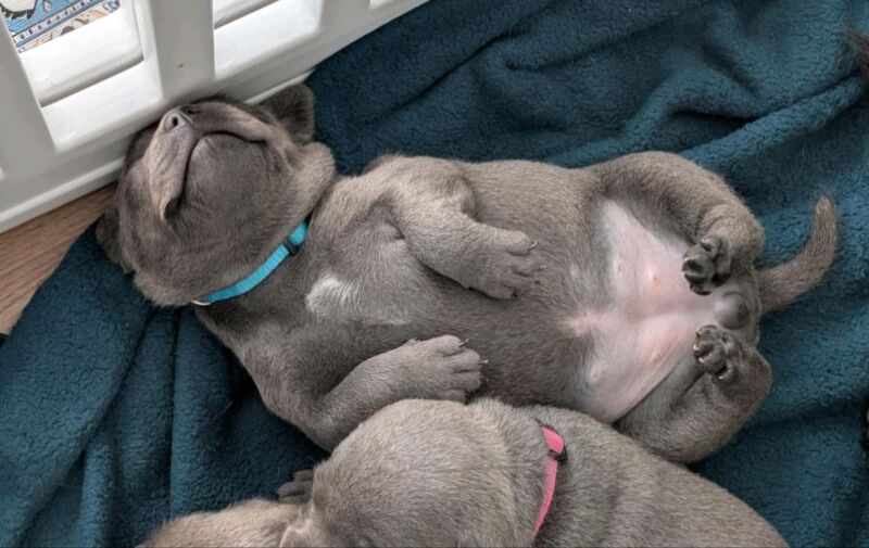 Blue Staffordshire Bull Terrier Pups for Sale in Street, Somerset | Image 2