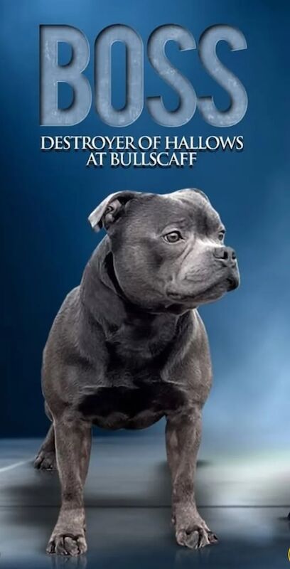 Blue Staffordshire Bull Terrier Pups for Sale in Street, Somerset | Image 4