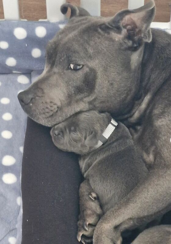 Blue Staffordshire Bull Terrier Pups for Sale in Street, Somerset