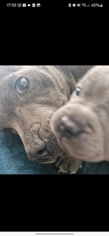 Blue Staffordshire Bull Terrier Pups for Sale in Street, Somerset | Image 2