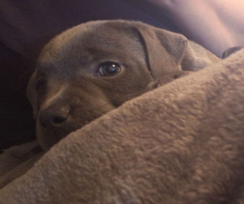 Blue Staffordshire Bull Terrier Pups for Sale in Street, Somerset | Image 3