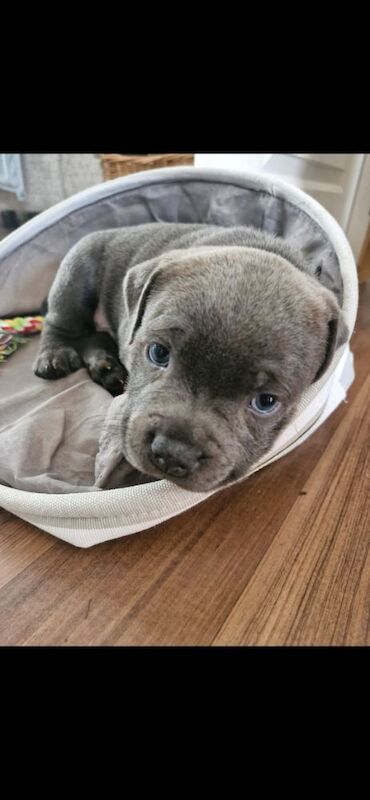 Blue Staffordshire Bull Terrier Pups for Sale in Street, Somerset | Image 4