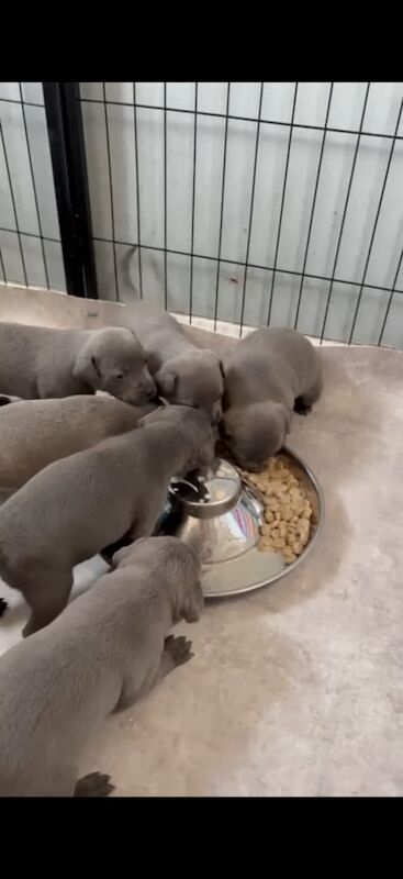 Blue Staffordshire Bull Terriers for sale in Larkhall, Lanarkshire