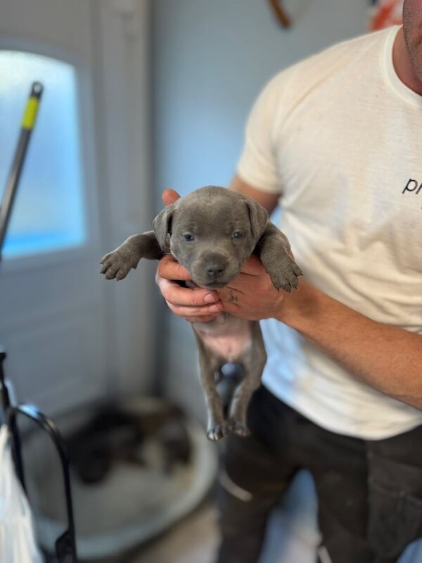 Staffordshire Bull Terrier puppies for sale in Larkhall, Lanarkshire – 7 months old - Image 2 of 3