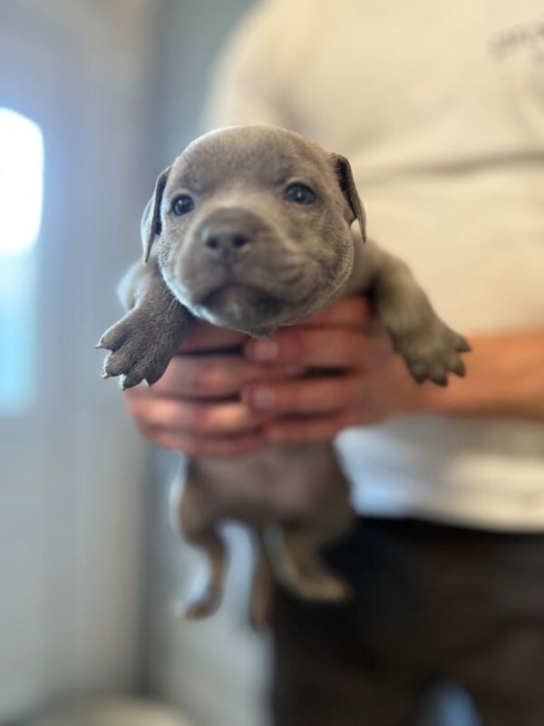 Staffordshire Bull Terrier puppies for sale in Larkhall, Lanarkshire – 7 months old - Image 3 of 3