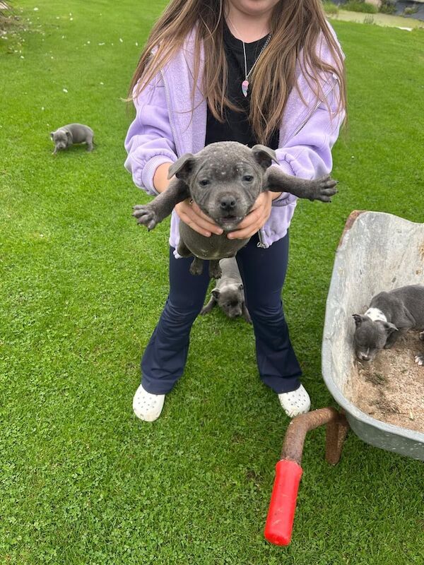 Staffordshire Bull Terrier puppies for sale in Downpatrick, County Down – KC registered, 3 months old - Image 3 of 6