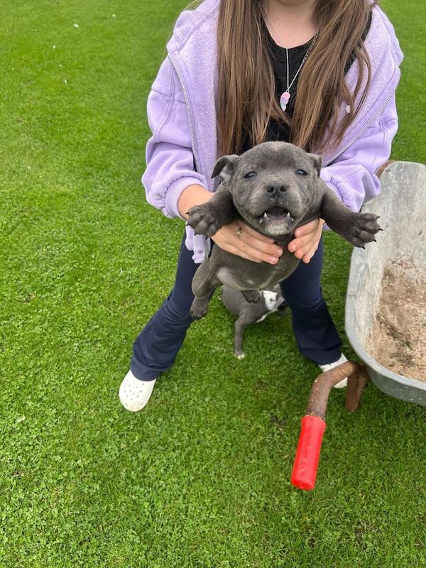 Staffordshire Bull Terrier puppies for sale in Downpatrick, County Down – KC registered, 3 months old - Image 5 of 6
