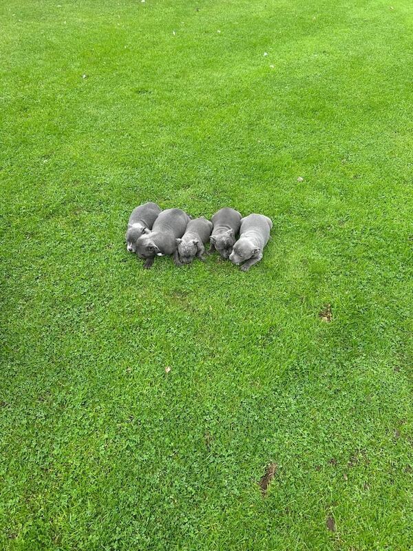Staffordshire Bull Terrier puppies for sale in Downpatrick, County Down – KC registered, 3 months old - Image 6 of 6