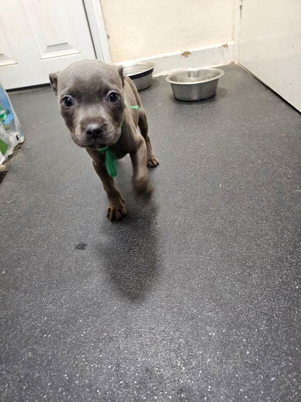 Staffordshire Bull Terrier puppies for sale in Southam, Warwickshire – 3 months old - Image 3 of 5