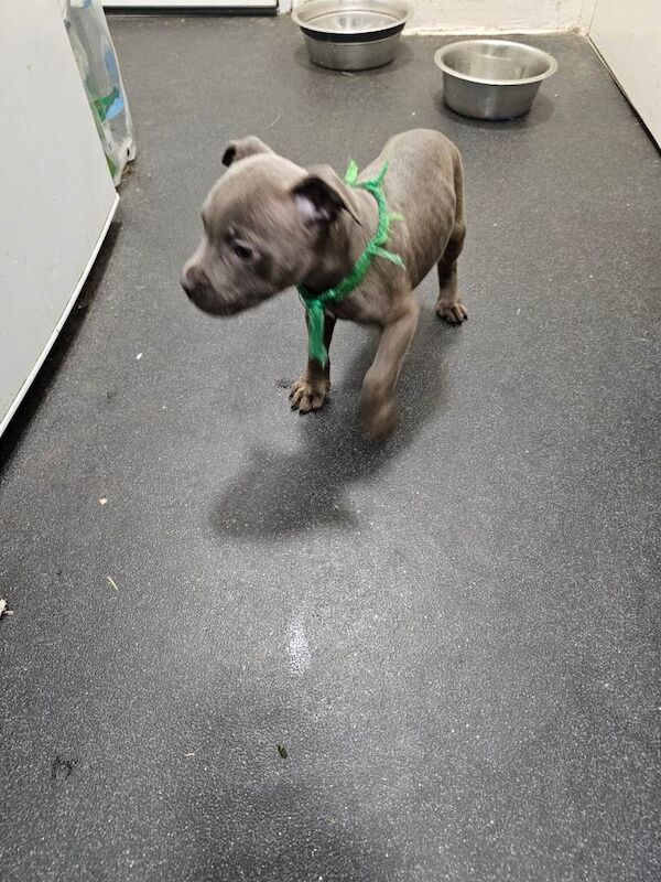 Staffordshire Bull Terrier puppies for sale in Southam, Warwickshire – 3 months old - Image 4 of 5
