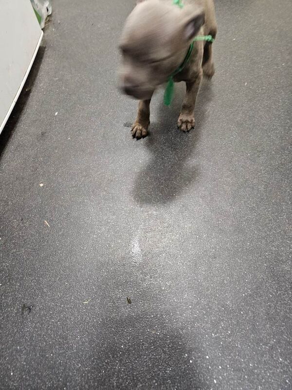 Staffordshire Bull Terrier puppies for sale in Southam, Warwickshire – 3 months old - Image 5 of 5