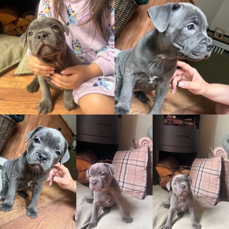 Staffie Puppies For Sale