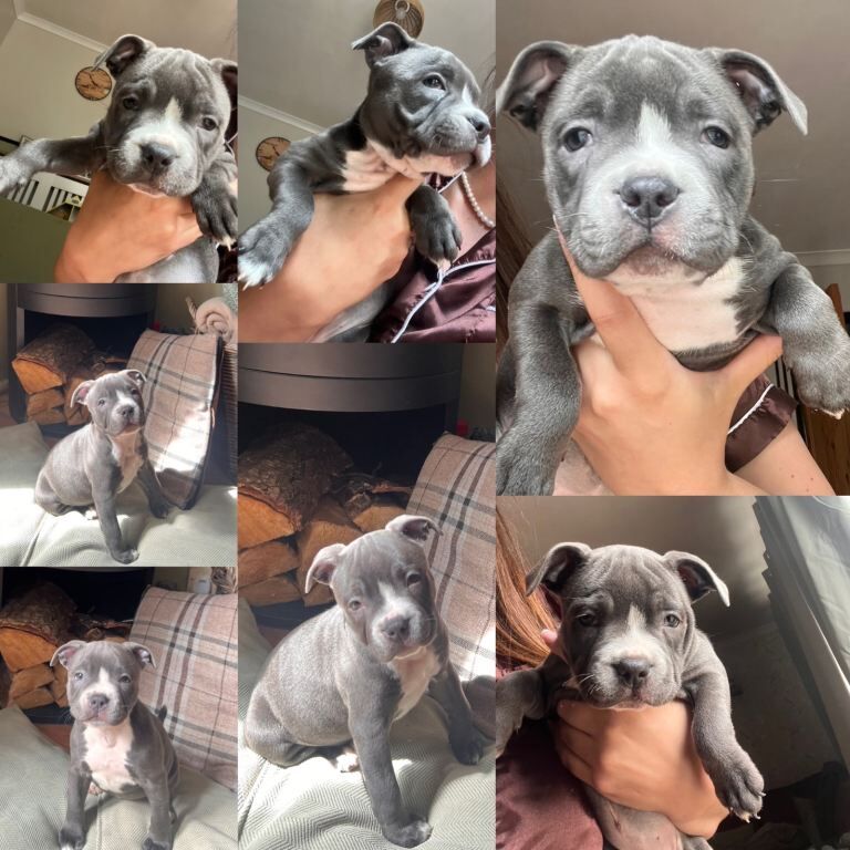 Blue Staffordshire bull terriers - Image 2 of 4