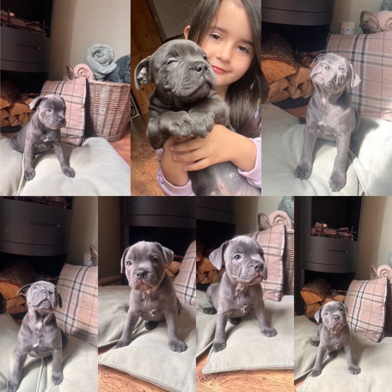 Blue Staffordshire bull terriers - Image 3 of 4