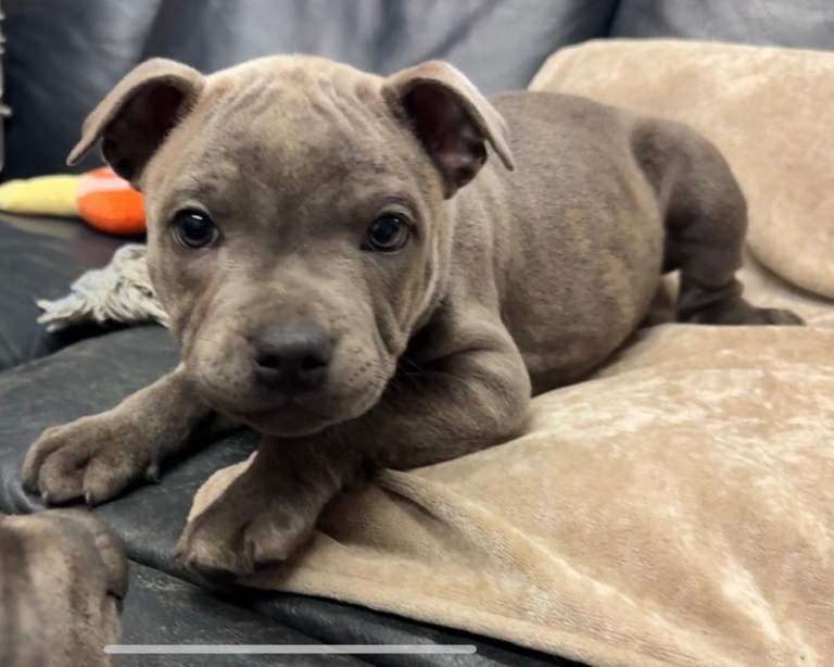 Staffordshire Bull Terrier puppies for sale in Hillsborough, County Down – KC registered, 9 weeks old
