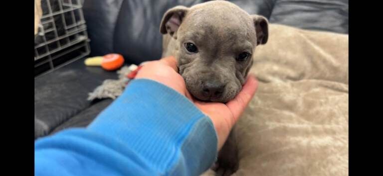 Staffordshire Bull Terrier puppies for sale in Hillsborough, County Down – KC registered, 8 weeks old - Image 2 of 5