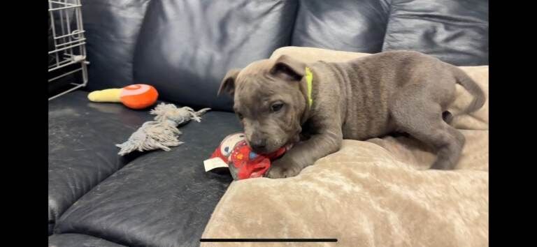 Staffordshire Bull Terrier puppies for sale in Hillsborough, County Down – KC registered, 8 weeks old - Image 4 of 5