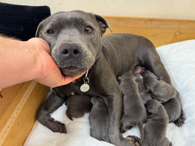 Staffordshire Bull Terrier puppies for sale in Hillsborough, County Down – KC registered, 8 weeks old - Image 5 of 5