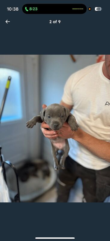 Staffordshire Bull Terrier puppies for sale in Larkhall, Lanarkshire – KC registered, 8 weeks old